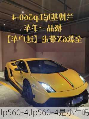 lp560-4,lp560-4是小牛吗