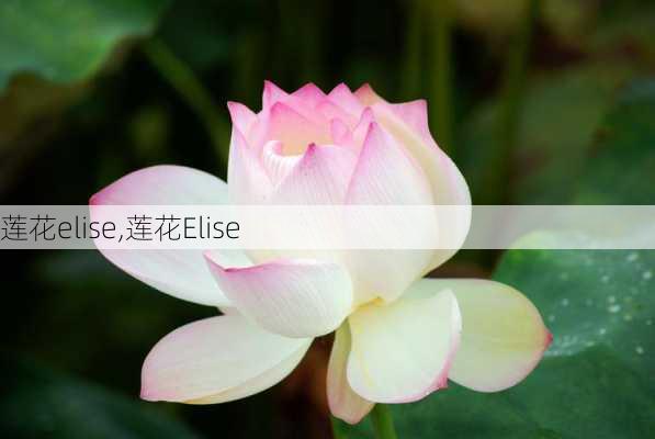 莲花elise,莲花Elise